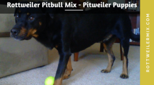 Rottweiler Pitbull Mix – Pitweiler Puppies Information