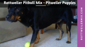Rottweiler Pitbull Mix - Pitweiler Puppies Information