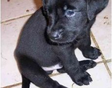 Labrador-Retriever-Rottweiler-Mix-Puppy