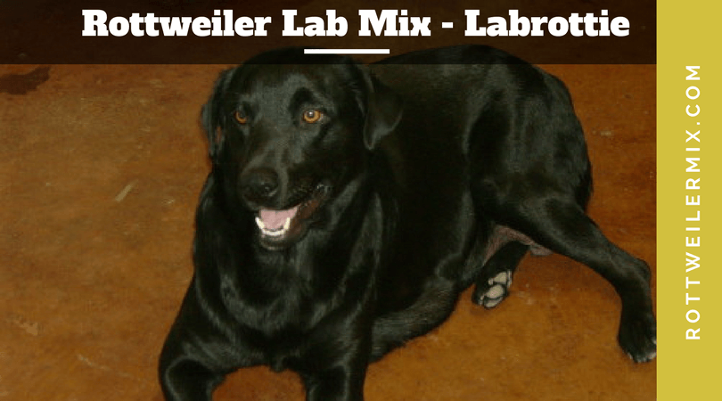 Rottweiler Lab Mix - Labrottie Puppies